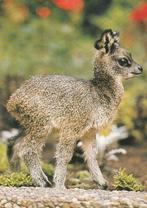 JONGE  KLIPSPRINGER, Collections, Cartes postales | Animaux, Envoi, Non affranchie, Animal sauvage