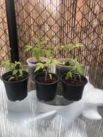 tomatenzaailing, Tuin en Terras, Planten | Tuinplanten, Ophalen of Verzenden