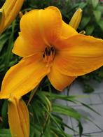 Daglelie Chicago Sunrise, Tuin en Terras, Planten | Tuinplanten, Ophalen, Vaste plant, Overige soorten, Volle zon