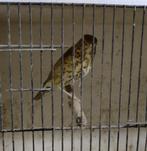 Bruine lijsters poppen, Vrouwelijk, Wildzangvogel, Geringd