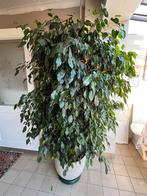 Ficus benjamina, Ophalen