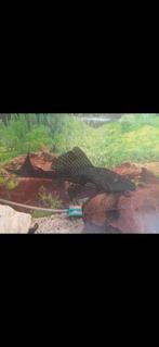 Pleco 10 euro, Dieren en Toebehoren