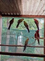 Pennant, Dieren en Toebehoren