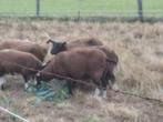 Zwartbles, Dieren en Toebehoren, Schapen, Geiten en Varkens, Vrouwelijk, Schaap, 3 tot 5 jaar