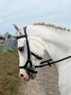 Pony, Dieren en Toebehoren, Ruin