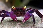 Purple Vampire Crabs, Dieren en Toebehoren