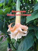 Brugmansia plant dollas Gold trompet, Tuin en Terras, Ophalen of Verzenden