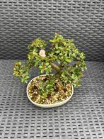 Bonsaï cotoneaster, Ophalen