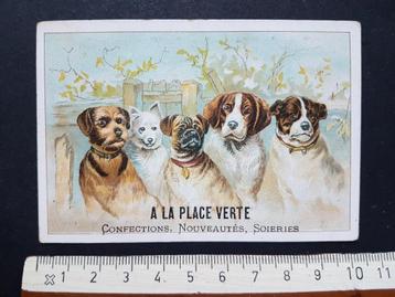 Chromo A la place verte Anvers Antwerpen Hond Honden beschikbaar voor biedingen