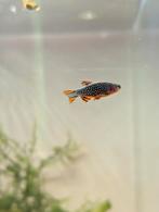Galaxy Danio (Parelhoen rasbora), Dieren en Toebehoren, Vissen | Aquariumvissen
