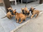 Mechelse herders puppy’s, Dieren en Toebehoren, België, Fokker | Hobbymatig, 8 tot 15 weken, CDV (hondenziekte)