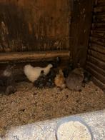 Zijdehoenders, Dieren en Toebehoren