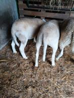 Jonge schapen, Dieren en Toebehoren