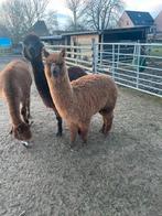Prachtige Alpaca’s : merrie en hengst, Dieren en Toebehoren, Mei, Meerdere dieren