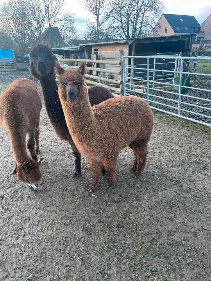 Prachtige Alpaca’s : merrie en hengst, Dieren en Toebehoren, Overige Dieren, Meerdere dieren, Mei