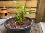 Westerse karmozijnbes (Phytolacca americana) in grote pot, Ophalen, Zomer, Vaste plant