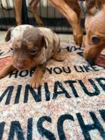 Dwergpinscher pupje, Dieren en Toebehoren, Honden | Chihuahua's en Gezelschapshonden, België, CDV (hondenziekte), 8 tot 15 weken