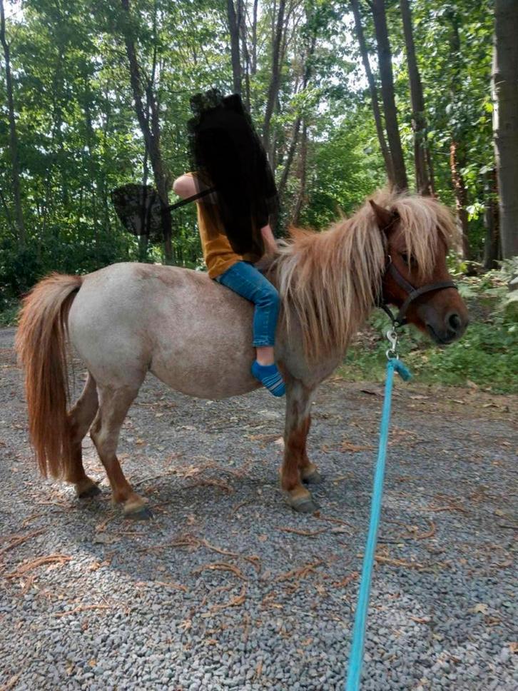 Red roan shetland merrie drachtig, Animaux & Accessoires, Poneys, Jument