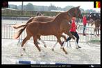 Top hengstveulen van Urianto Van den Dries, Gechipt, Niet van toepassing, Dressuurpaard, 0 tot 2 jaar