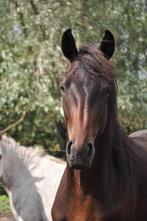 Veelbelovend superlief dressuurpaard (2jaar) uit Intro K, Gechipt, Niet van toepassing, Dressuurpaard, 0 tot 2 jaar