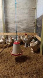 Brahma hennen, Dieren en Toebehoren, Pluimvee