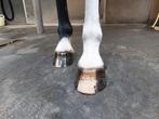 Hoefsmid / Bekapper aangeboden, Dieren en Toebehoren, Paarden en Pony's | Verzorgingsproducten, Ophalen