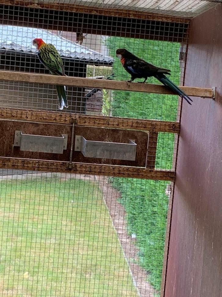 Rosselas parkieten in, Dieren en Toebehoren, Vogels | Overige Vogels