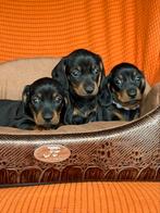 Kaninchen teckel pups, Dieren en Toebehoren, Honden | Teckels en Dashonden, Kaninchen, België, CDV (hondenziekte), 8 tot 15 weken