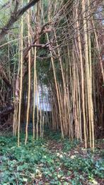 Veel bamboo stokken tot 6 meter gratis uit te doen, Enlèvement, Neuf