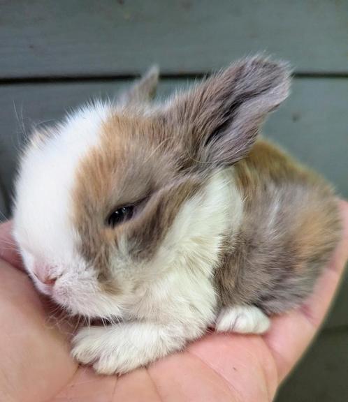 Baby minilop konijnen, Dieren en Toebehoren, Konijnen, Klein, 0 tot 2 jaar, Hangoor