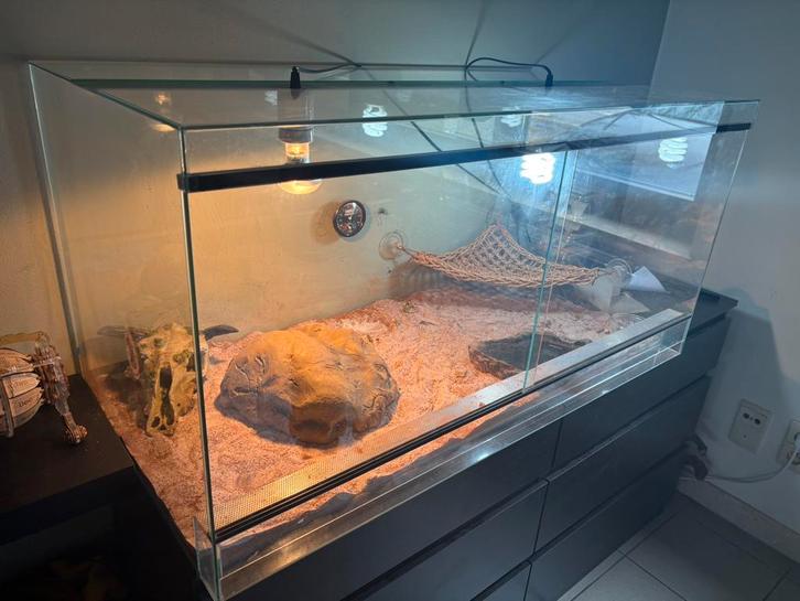 Baardagaam met terrarium, Animaux & Accessoires, Reptiles & Amphibiens, 3 à 6 ans, Avec terrarium, Domestique