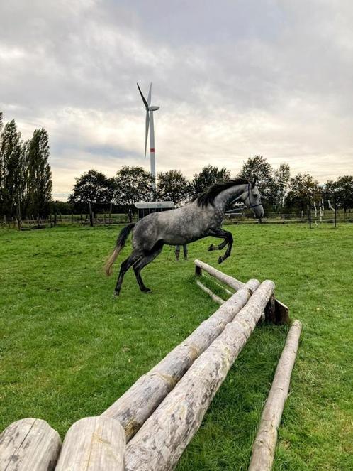 lieve ruin te koop, Dieren en Toebehoren, Paarden, Ruin, Zadelmak, 165 tot 170 cm, 7 tot 10 jaar, Recreatiepaard, Gechipt, Ontwormd