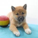 Shiba Inu (Sesam) pups te koop (Belgisch), Dieren en Toebehoren, België, CDV (hondenziekte), 8 tot 15 weken, Meerdere