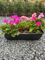 4x roze/wit geraniums met bloembakken, Tuin en Terras, Ophalen, Zo goed als nieuw