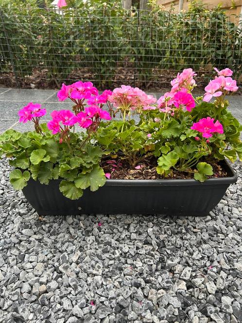 4x roze/wit geraniums met bloembakken, Tuin en Terras, Bloembakken en Plantenbakken, Zo goed als nieuw, Ophalen