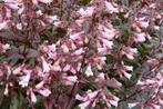 Penstemon 'Dark Towers' (slangekop), Volle zon, Vaste plant, Zomer, Ophalen