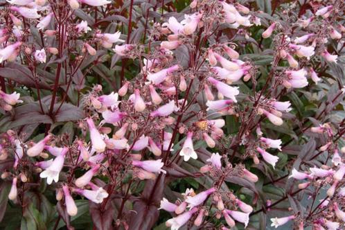 Penstemon 'Dark Towers' (slangekop), Tuin en Terras, Planten | Tuinplanten, Vaste plant, Overige soorten, Volle zon, Zomer, Ophalen