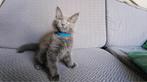 Maine coon kittens met stamboom, Ophalen, Nieuw
