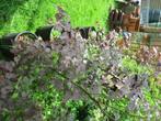 Rode haagbeuk container planten, Jardin & Terrasse, Plantes | Arbustes & Haies, 100 à 250 cm, Enlèvement, Charme, Haie