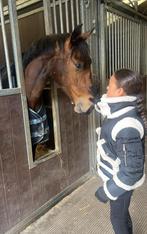 Lieve 3 jarige Zangersheide merrie ruilen tegen een D pony!!, Dieren en Toebehoren, Paarden, Merrie, Springpaard, Z, Gechipt