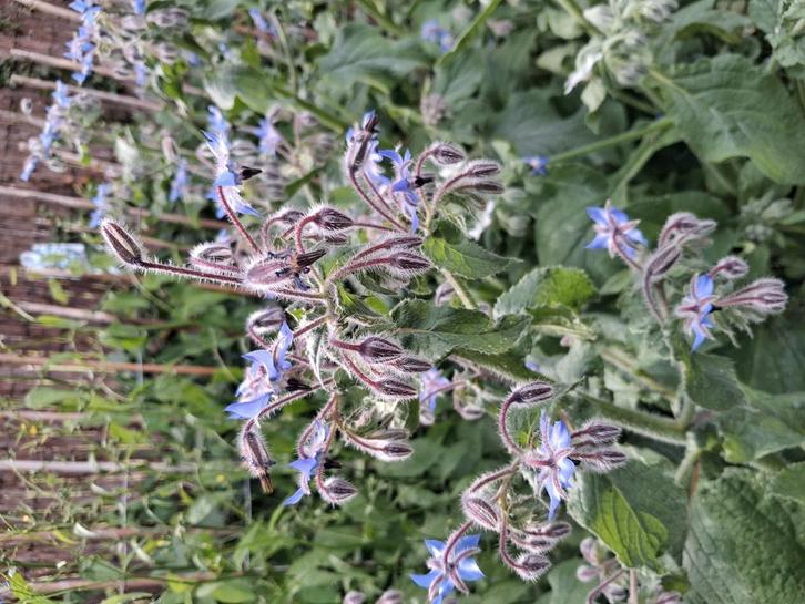 Biologische Bernagie Zaden, Tuin en Terras, Bloembollen en Zaden, Ophalen of Verzenden