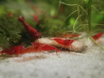 Neocaridina fire red - vuurgarnalen, Dieren en Toebehoren
