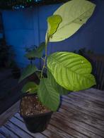 Cherimoya gekweekt uit zaad. Ca. 30 cm hoog, Ophalen