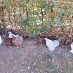 2 poules et 1 coq à donner, Animaux & Accessoires