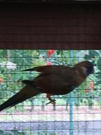 GEVRAAGD: Bleu Bonnet, Dieren en Toebehoren, Mannelijk, Parkiet
