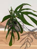 Monstera Croatii, Overige soorten, Ophalen of Verzenden, Minder dan 100 cm, Volle zon