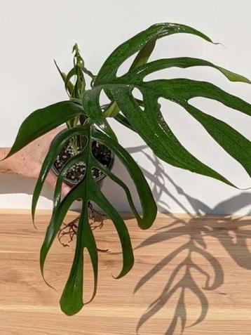 Monstera Croatii beschikbaar voor biedingen