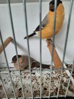 Goudvinken koppel bruingeel, Dieren en Toebehoren, Vogels | Overige Vogels