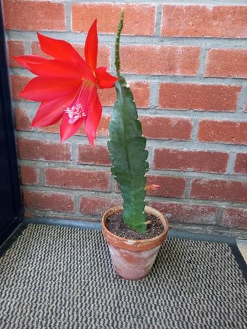 stekjes van rood bloeiende hangcactus . beschikbaar voor biedingen