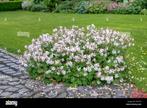 geranium biokovo in pot vaste plant een 60 tal, Tuin en Terras, Ophalen, Vaste plant